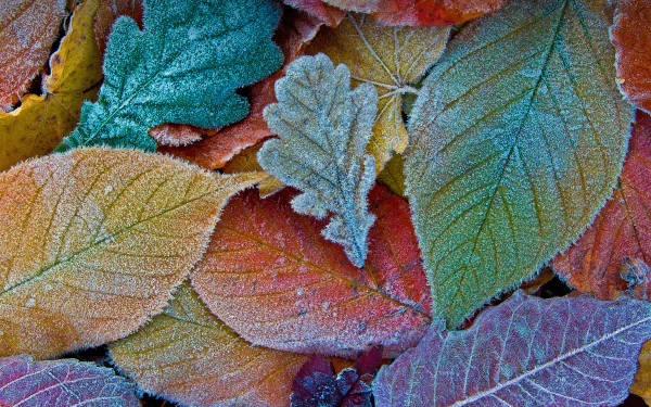  Autumn leaves coated with frost