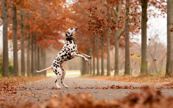4K Ultra HD PC desktop wallpaper: dalmatian (animal) leaping on a leaf-strewn road lined with fall trees.