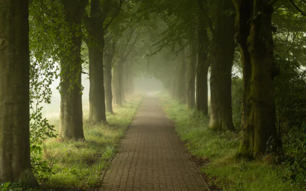tree-lined park man made path HD Desktop Wallpaper | Background Image