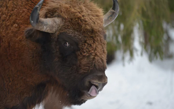 Animal american bison HD Desktop Wallpaper | Background Image