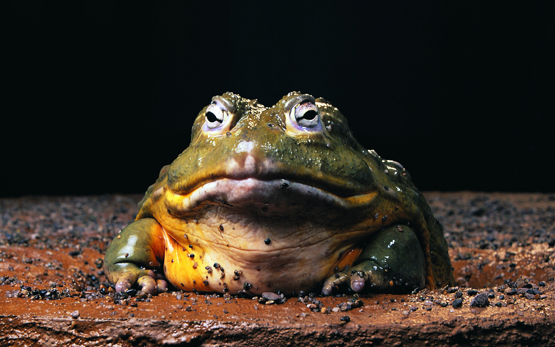 Bullfrog HD Wallpaper
