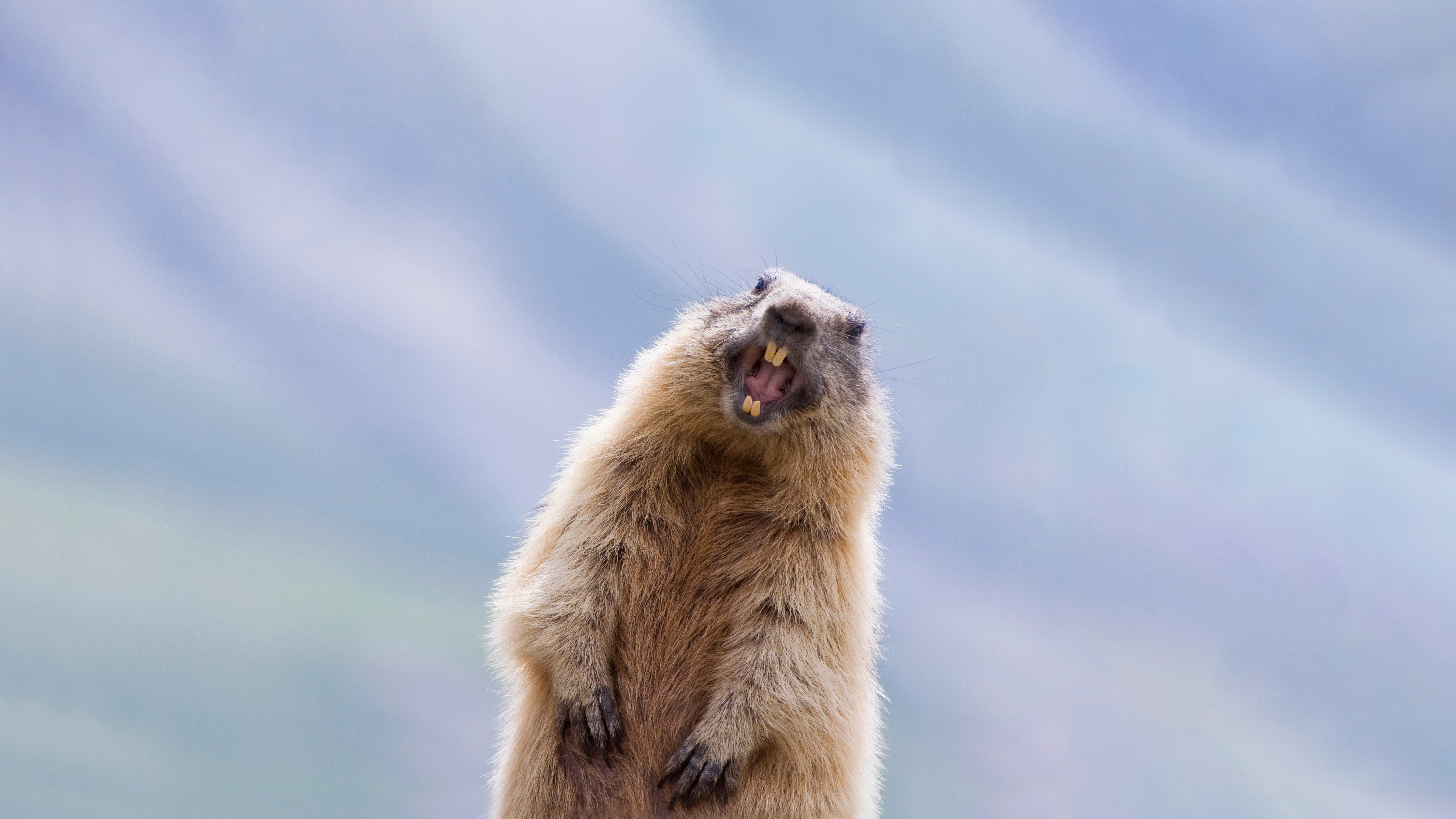 Alpine marmot in Hohe Tauern National Park, Austria by Misja Smits