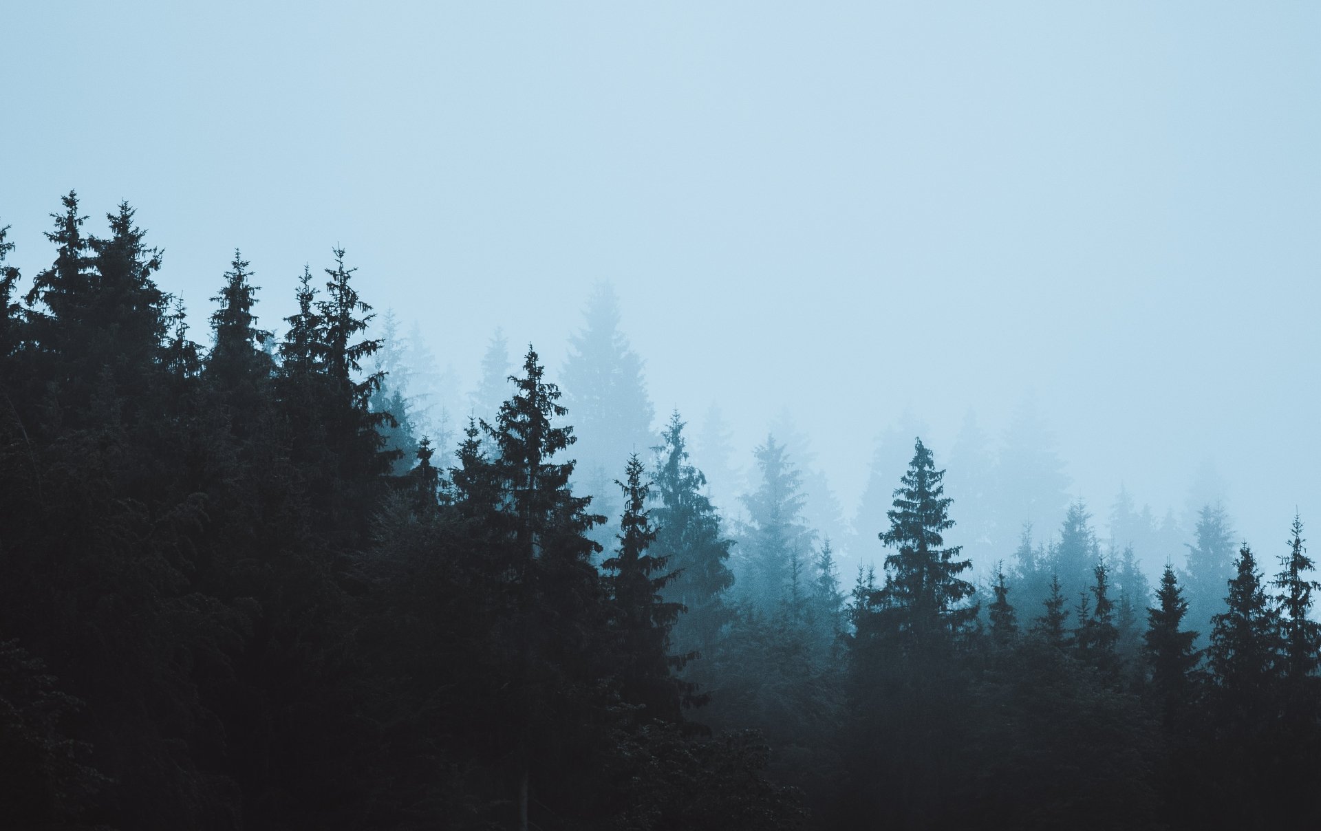 Mist-shrouded conifer forest in Germany, a serene nature scene in cool blue tones — 5K Ultra HD PC desktop wallpaper and background.