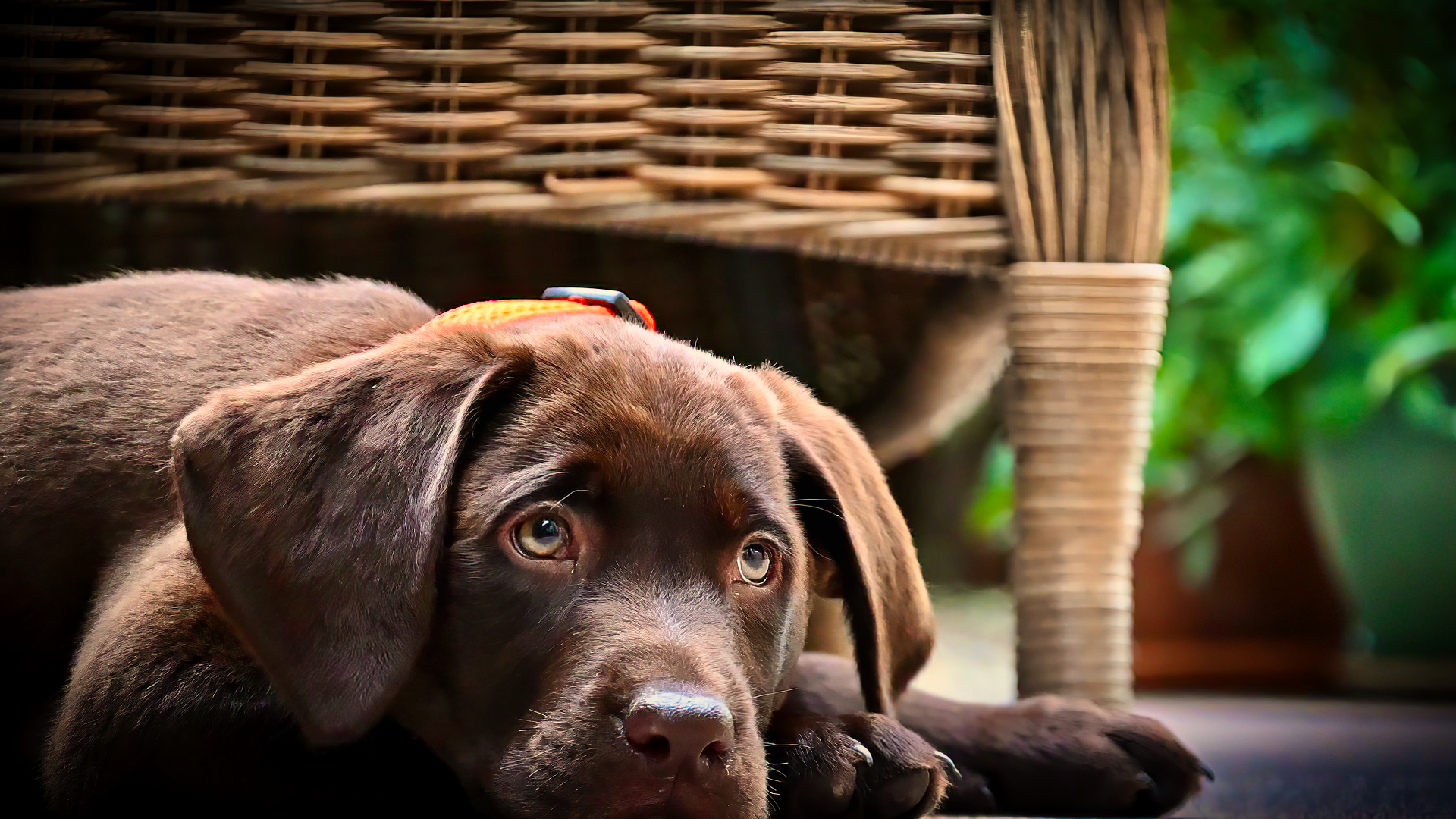 Download Puppy Animal Chesapeake Bay Retriever HD Wallpaper by Gerhard Wengler