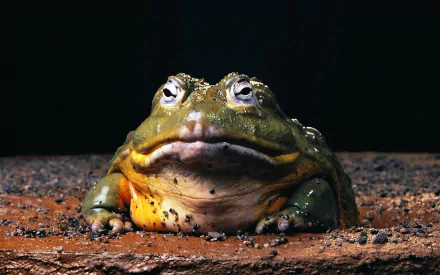 A close-up of an African bullfrog resting on the ground, showcasing its distinctive features and vibrant colors. This HD image serves as an eye-catching desktop wallpaper.