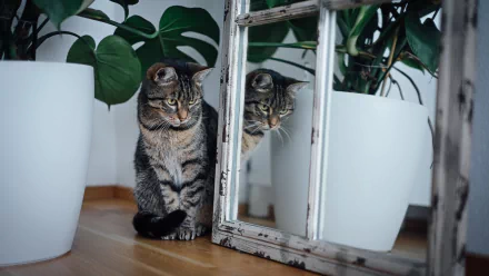 mirror Animal cat HD Desktop Wallpaper | Background Image