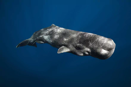 sperm whale Animal whale HD Desktop Wallpaper | Background Image