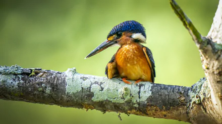Animal kingfisher HD Desktop Wallpaper | Background Image