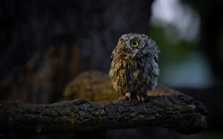 HD PC desktop wallpaper of a Western Screech Owl perched on a mossy branch at dusk, detailed feathers and bright yellow eyes against a dark forest background.