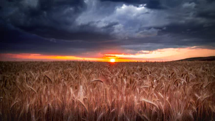 field sunset summer nature wheat summer sunset HD Desktop Wallpaper | Background Image