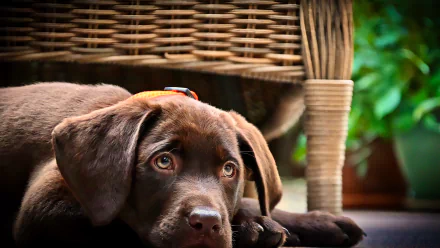 puppy Animal chesapeake bay retriever HD Desktop Wallpaper | Background Image