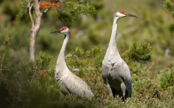 Animal Sandhill Crane HD Desktop Wallpaper | Background Image