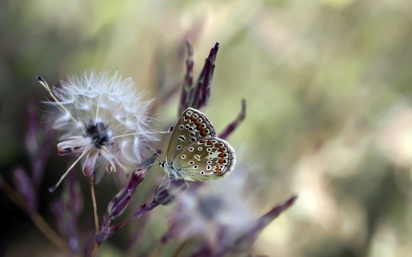 Animal Butterfly Insect HD Wallpaper | Background Image