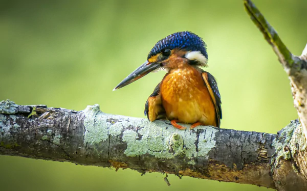 Animal kingfisher HD Desktop Wallpaper | Background Image