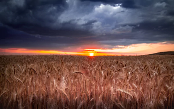 field sunset summer nature wheat summer sunset HD Desktop Wallpaper | Background Image