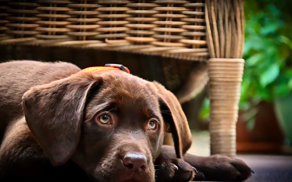 puppy Animal chesapeake bay retriever HD Desktop Wallpaper | Background Image
