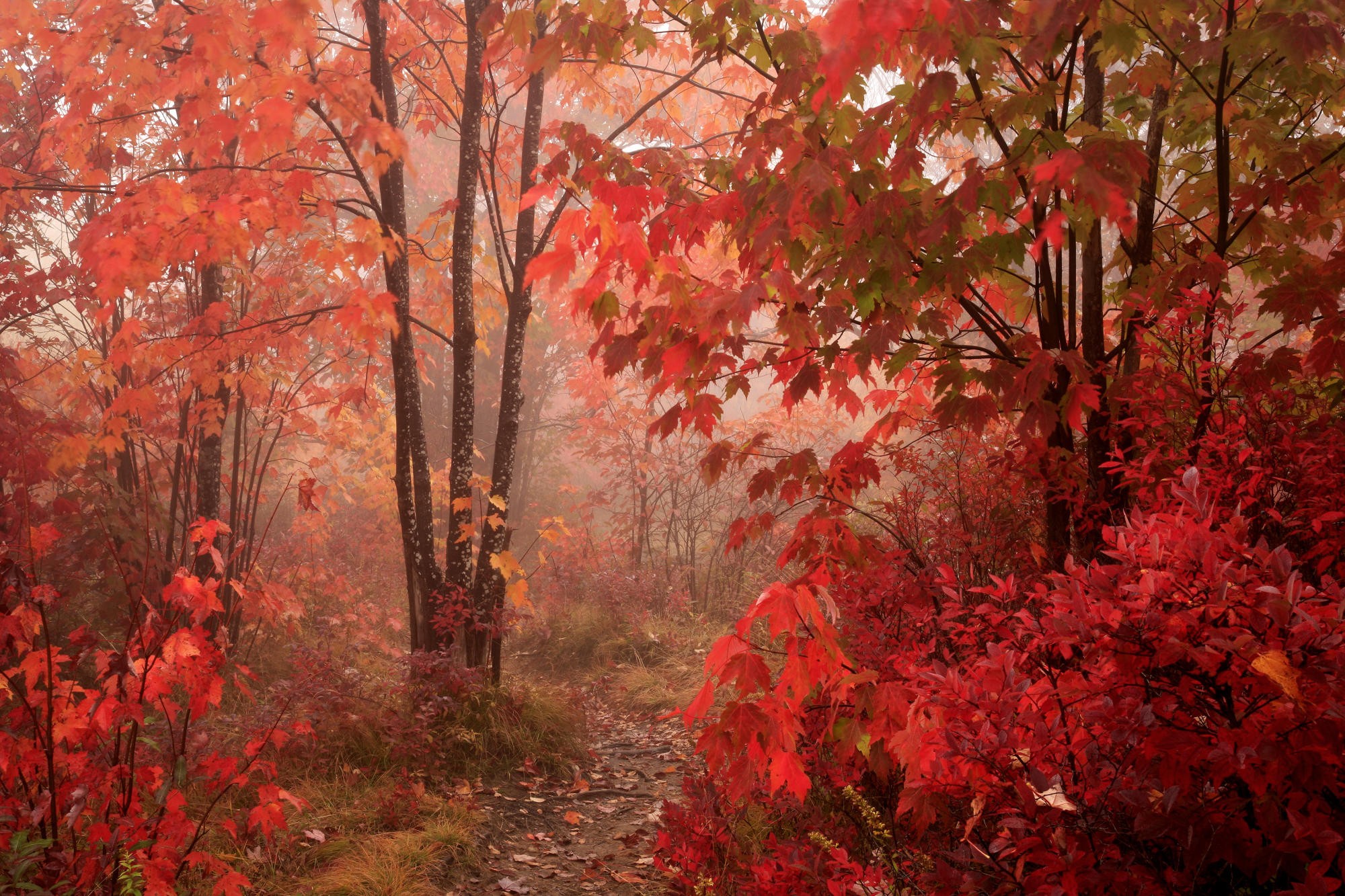 Vibrant autumn foliage in a peaceful natural setting.