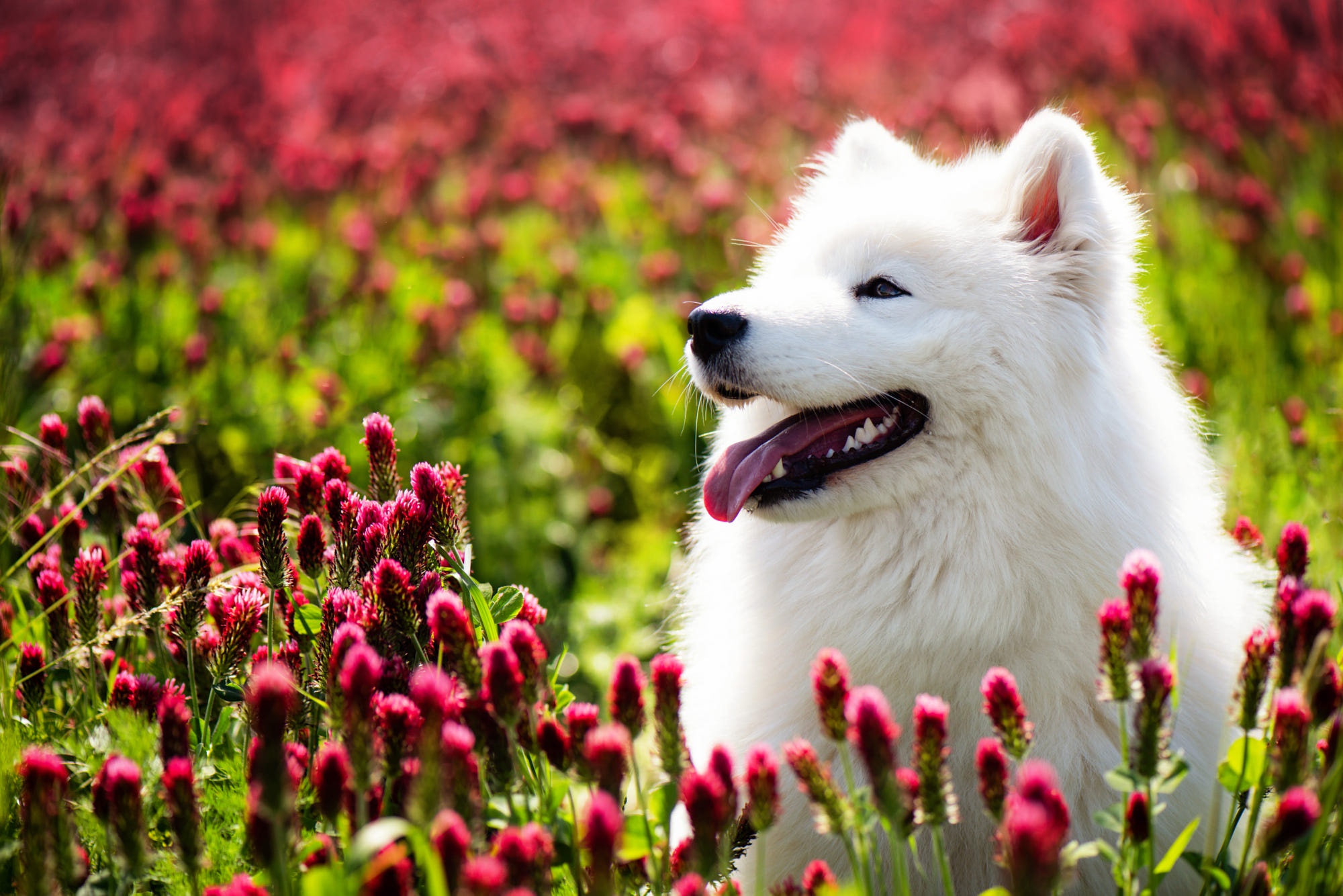 Download Animal Samoyed HD Wallpaper