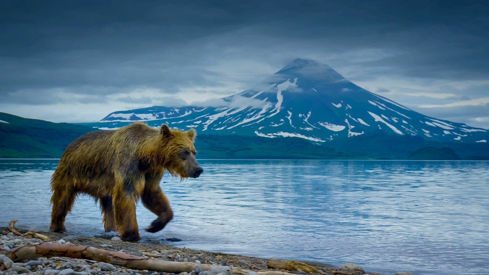 Download Bear TV Show A Perfect Planet HD Wallpaper