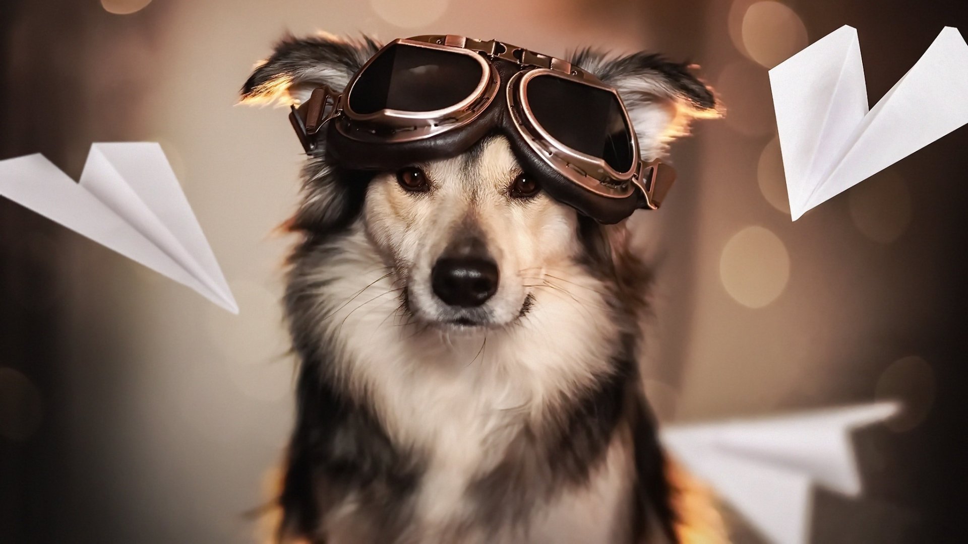 Download Paper Plane Animal Dog HD Wallpaper