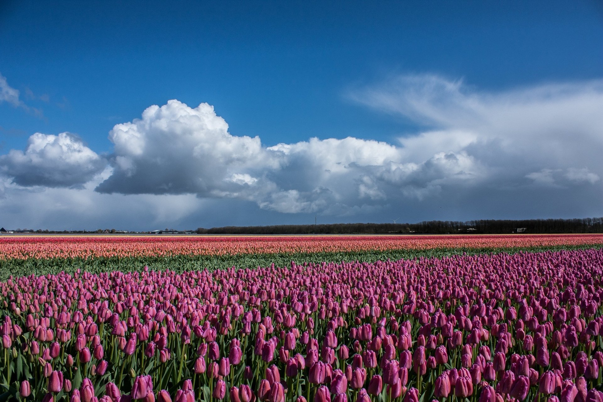Download Pink Flower Field Nature Tulip Flower HD Wallpaper | 2048x1365 ...