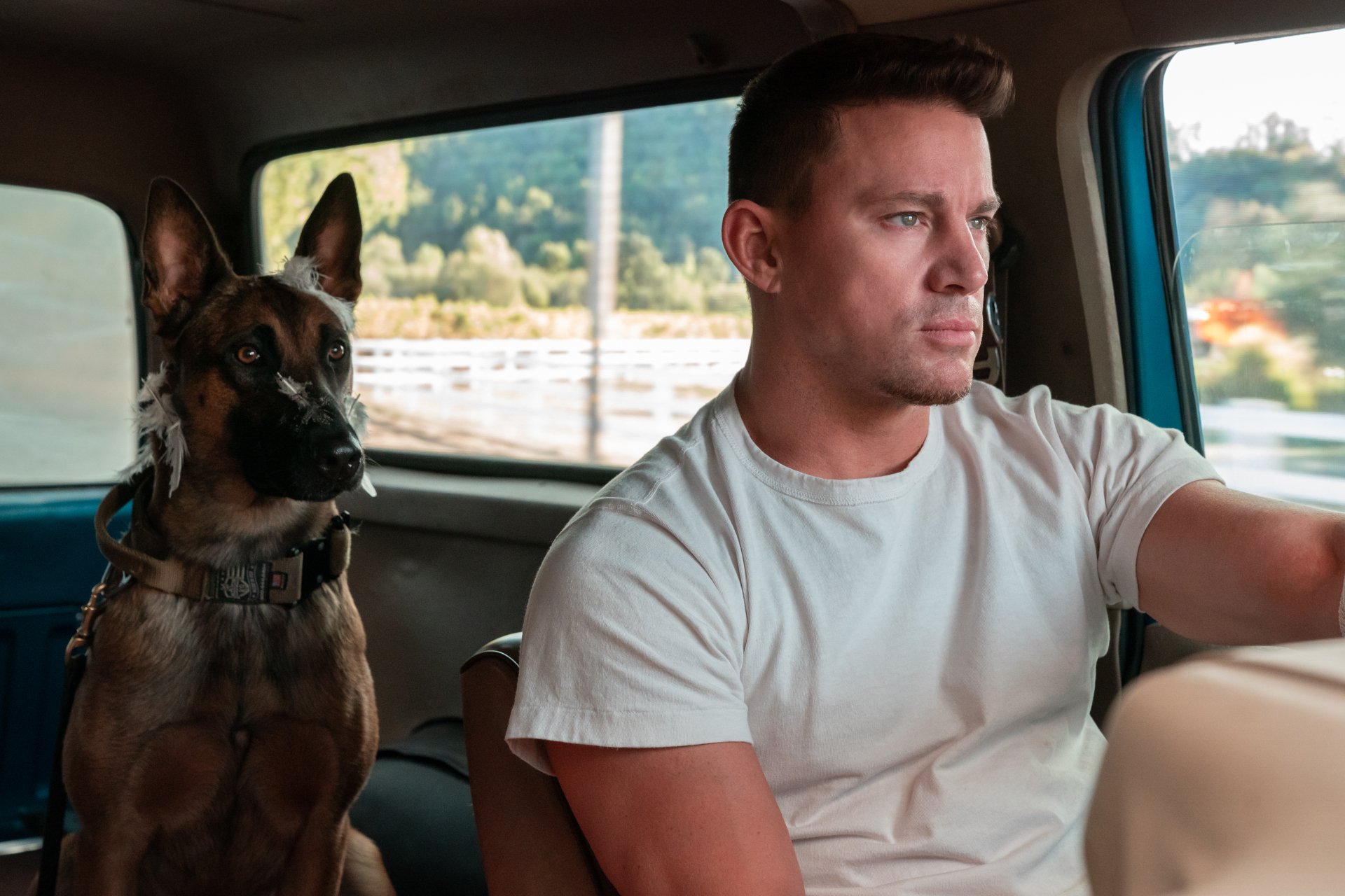 Download Channing Tatum Movie Dog 4k Ultra HD Wallpaper