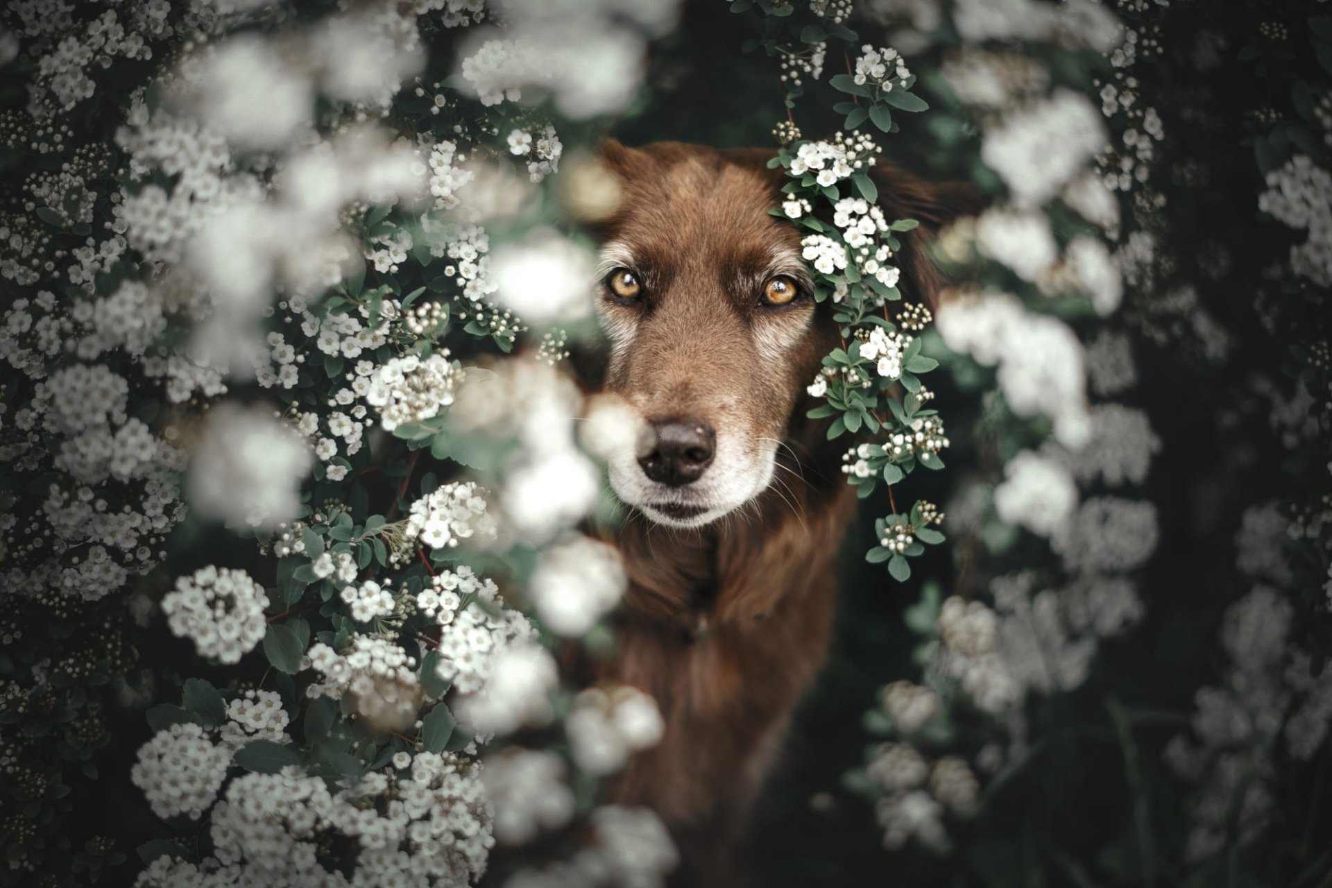 Download Animal Nova Scotia Duck Tolling Retriever HD Wallpaper