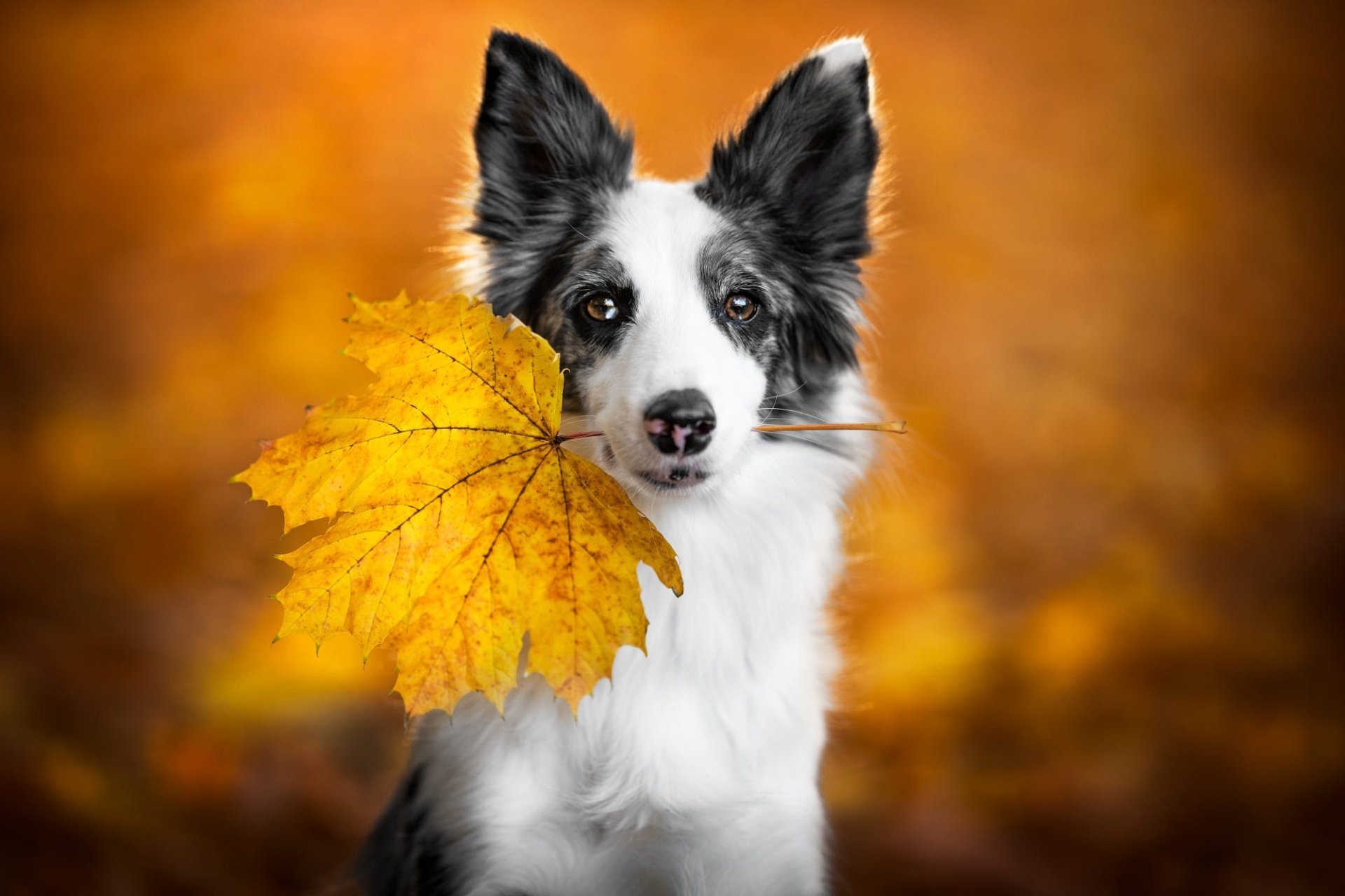 Download Leaf Animal Border Collie HD Wallpaper