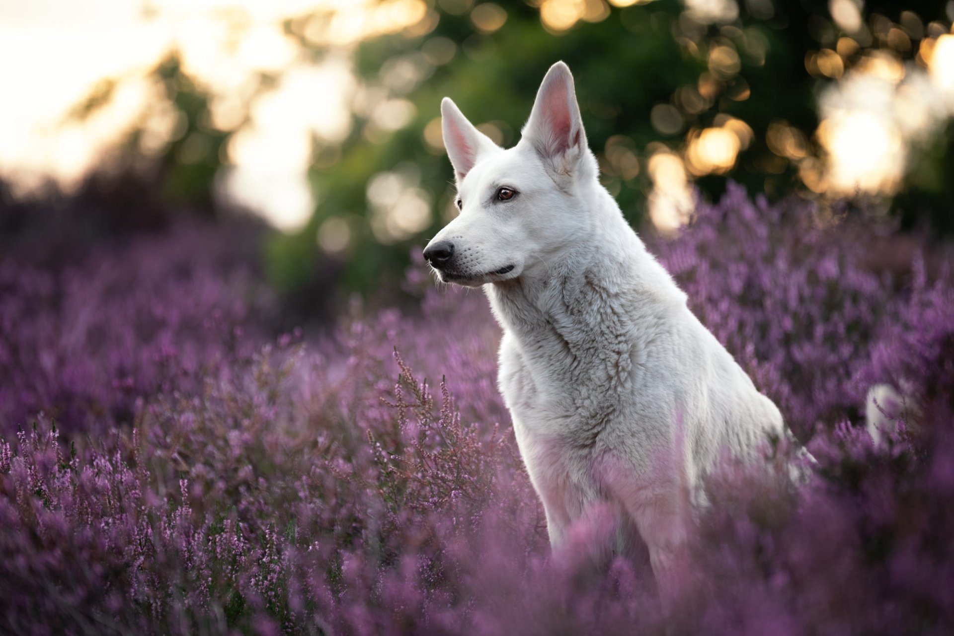 Download Animal Swiss Shepherd HD Wallpaper