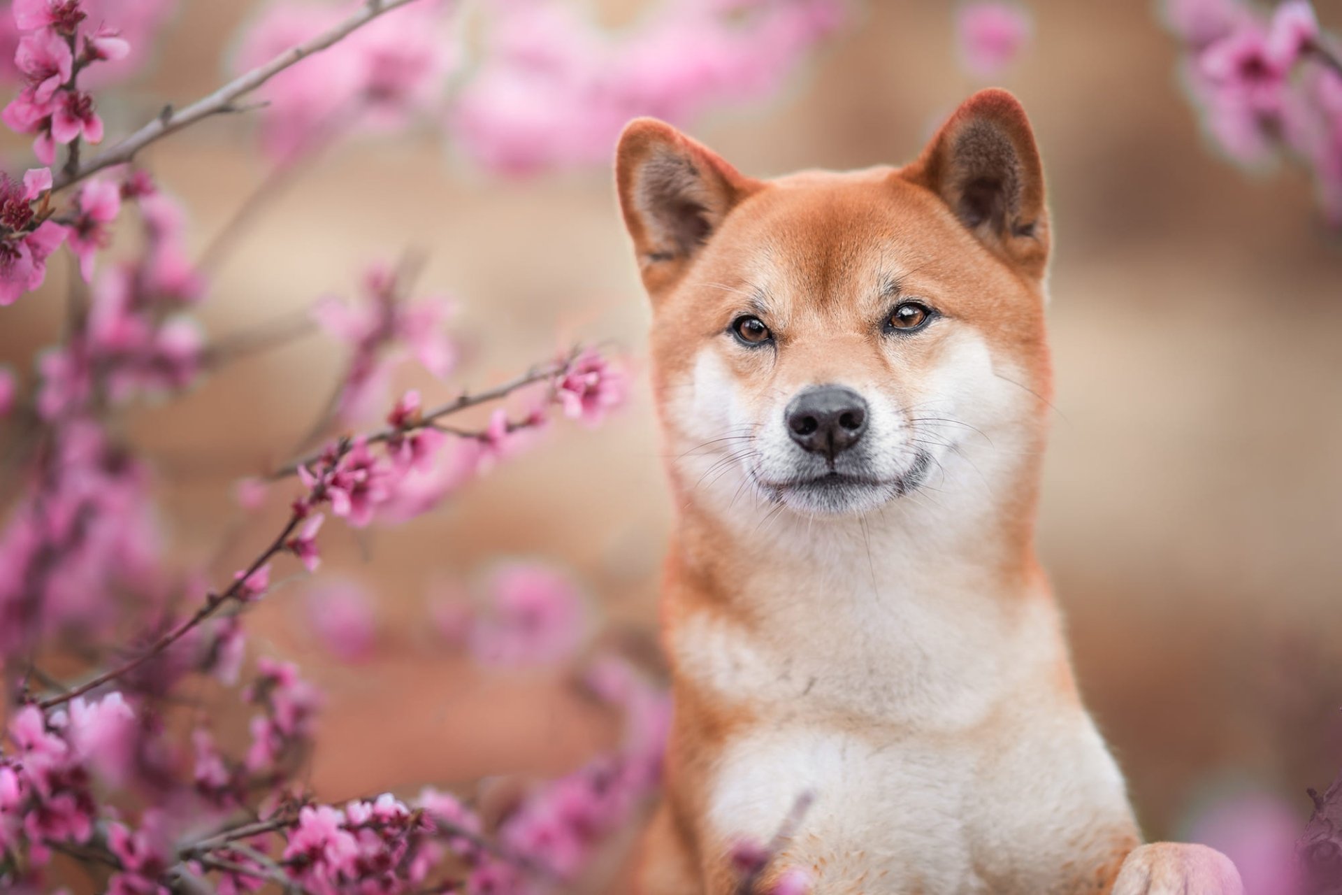 Download Animal Shiba Inu HD Wallpaper