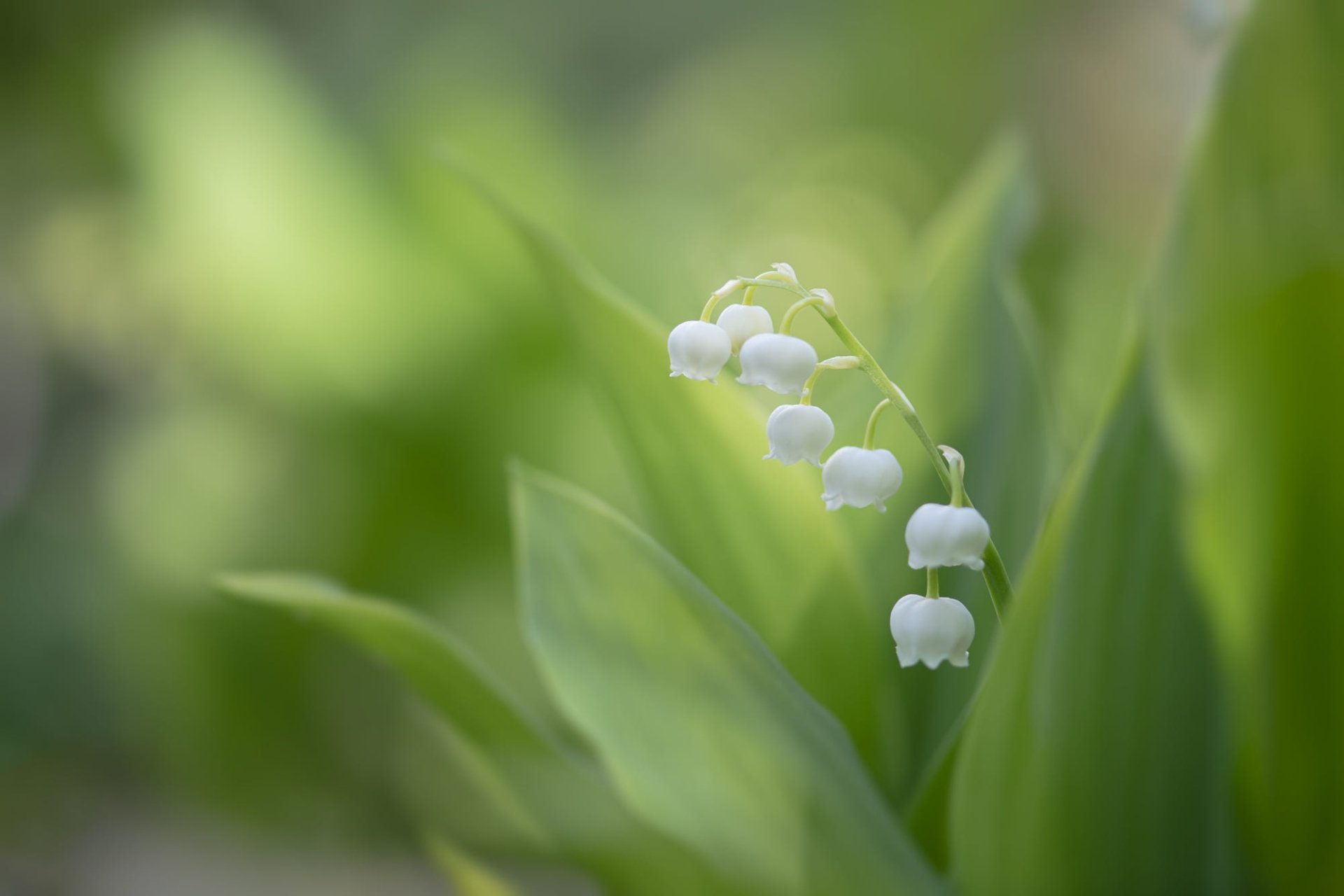 Download White Flower Nature Lily Of The Valley HD Wallpaper