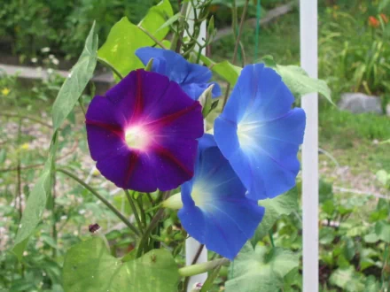 HD PC desktop wallpaper featuring vibrant morning glory flowers in shades of blue and purple, set against a natural green background.