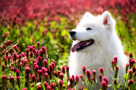Animal samoyed HD Desktop Wallpaper | Background Image