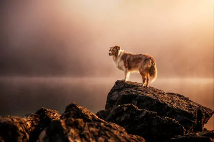 Animal australian shepherd HD Desktop Wallpaper | Background Image