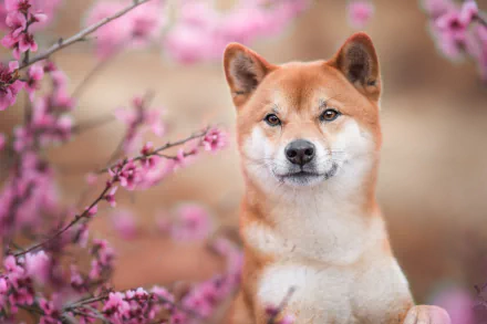 Animal shiba inu HD Desktop Wallpaper | Background Image