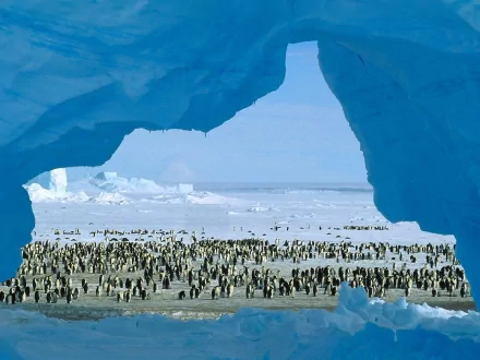 A stunning HD desktop wallpaper featuring a large group of penguins gathered on icy terrain, framed by a glacial arch, showcasing the serene beauty of their natural habitat.