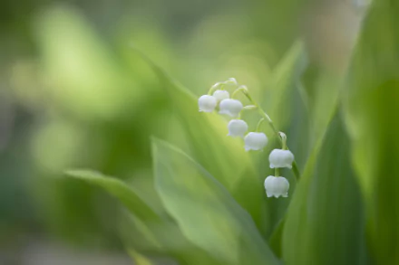 white flower nature lily of the valley HD Desktop Wallpaper | Background Image