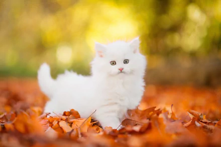 baby animal kitten Animal persian cat HD Desktop Wallpaper | Background Image