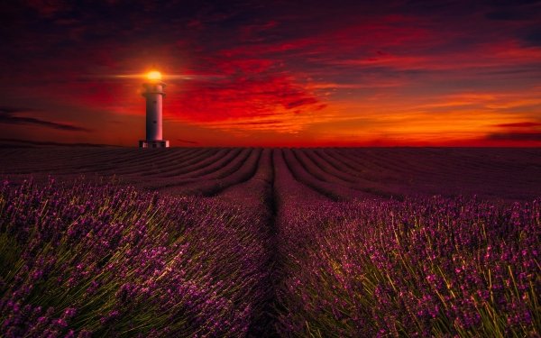 Man Made Lighthouse Lavender Night Purple Flower HD Wallpaper | Background Image