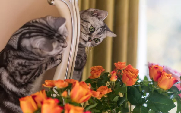 tabby cat Animal cat HD Desktop Wallpaper | Background Image