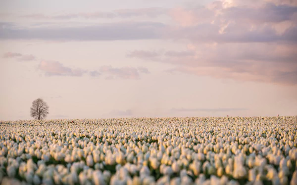 white flower nature tulip HD Desktop Wallpaper | Background Image