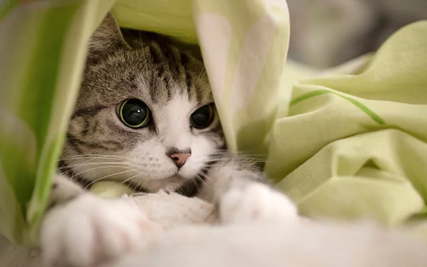 tabby cat Animal cat HD Desktop Wallpaper | Background Image