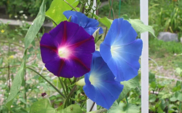 HD PC desktop wallpaper featuring vibrant morning glory flowers in shades of blue and purple, set against a natural green background.