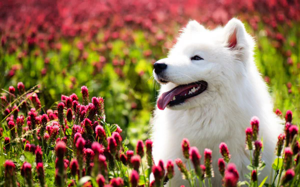 Animal samoyed HD Desktop Wallpaper | Background Image