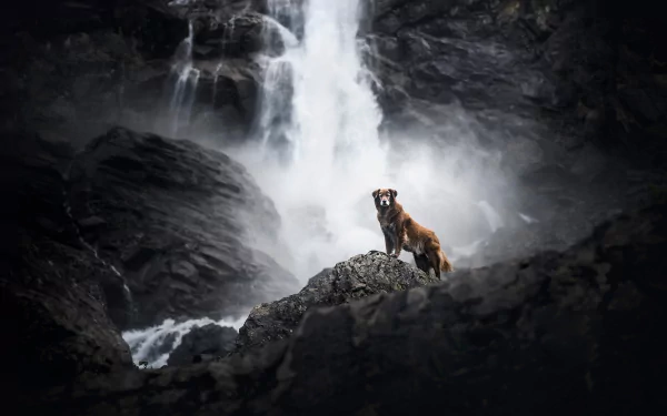 Animal nova scotia duck tolling retriever HD Desktop Wallpaper | Background Image