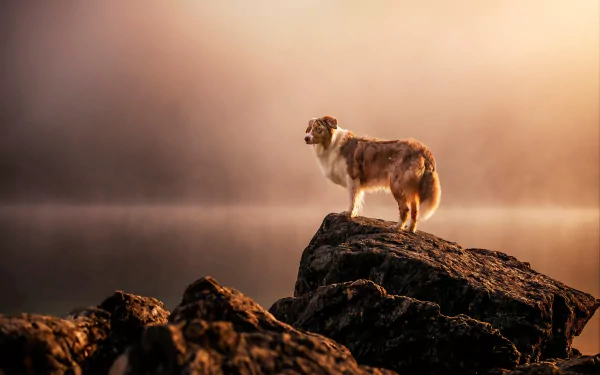 Animal australian shepherd HD Desktop Wallpaper | Background Image