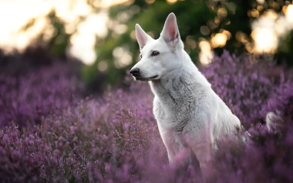 Animal swiss shepherd HD Desktop Wallpaper | Background Image