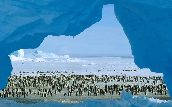 A stunning HD desktop wallpaper featuring a large group of penguins gathered on icy terrain, framed by a glacial arch, showcasing the serene beauty of their natural habitat.