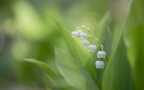 white flower nature lily of the valley HD Desktop Wallpaper | Background Image