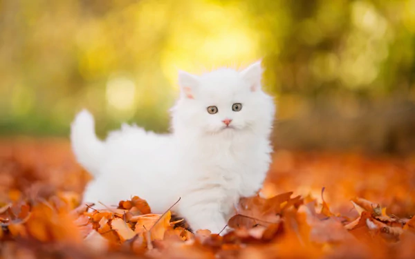 baby animal kitten Animal persian cat HD Desktop Wallpaper | Background Image
